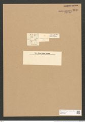 Cocconeis dirupta Greg. (de-Toni-Nr.: Genus 40, Species 1843) Zeichnungen Sammlung Grunow Nr. 3640 (NHMW-BOT-W0371249)